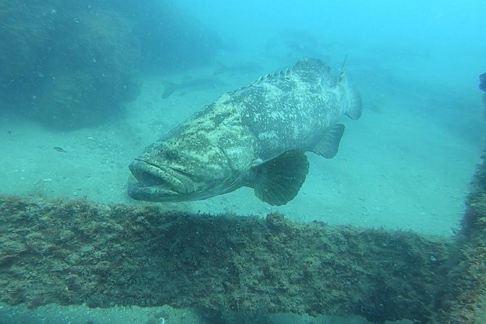 Goliath grouper, one of the largest grouper species reaching up to 800 pou